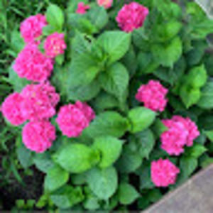 Meet your Posher, Debby